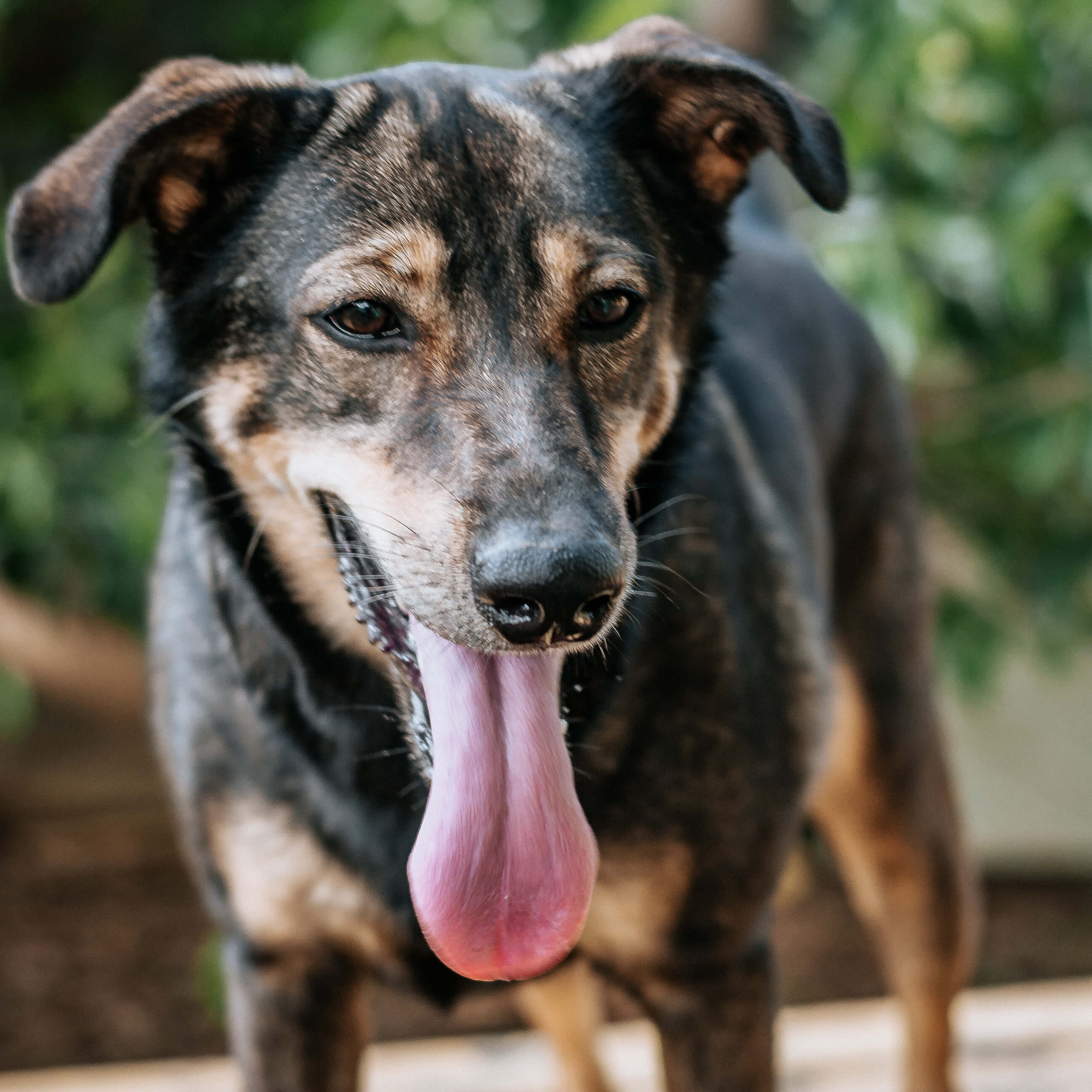 Linda - Fundación Paraíso de la Mascota